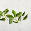 fresh sage leaves
