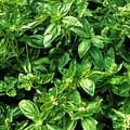 fresh basil